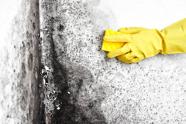 Best Black Mold Remediation in Melvindale, MI