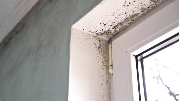 Best Attic Mold Remediation in Melvindale, MI