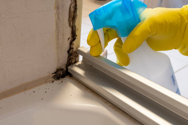 Best Residential Mold Remediation in Melvindale, MI