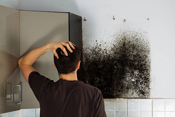 Best Basement Mold Remediation in Melvindale, MI