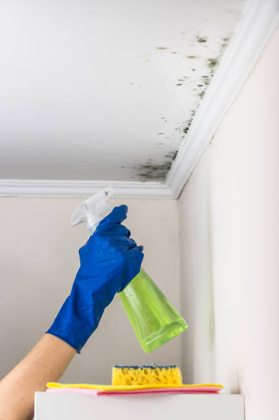 Trusted Melvindale, MI Mold Remediation Experts